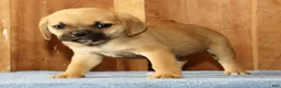 Puggle dogs for sale: Nick - Ad 4
