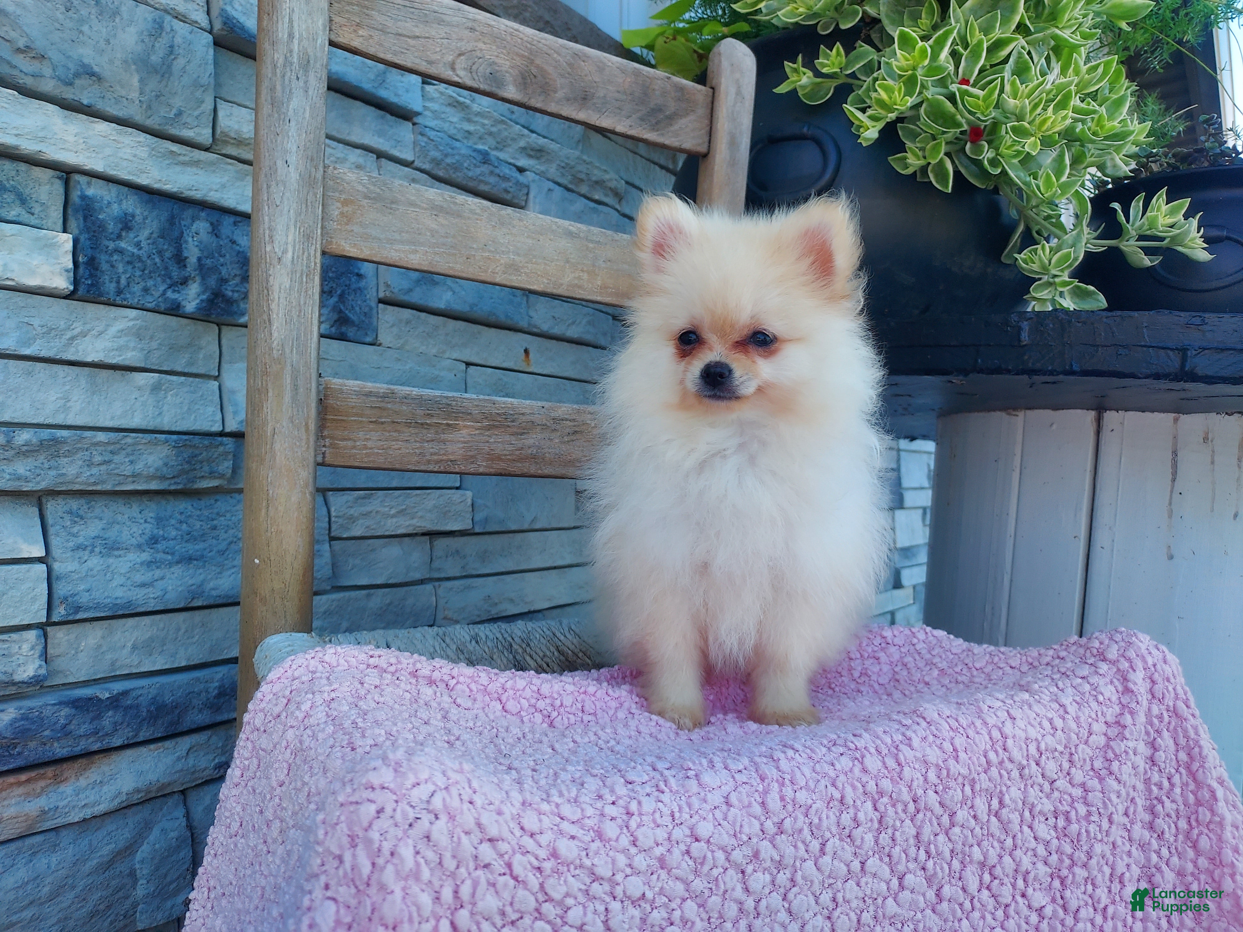 Pomeranian dogs Heildi - Ad 2