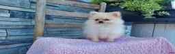 Pomeranian dogs for sale: Heildi - Ad 2