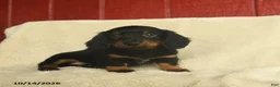 Dachshund dogs for sale: Lacey  - Ad 3