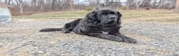 Newfoundland dogs for sale: Haven - Ad 31