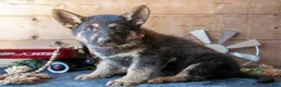 German Shepherd dogs for sale: Mischief  - Ad 1