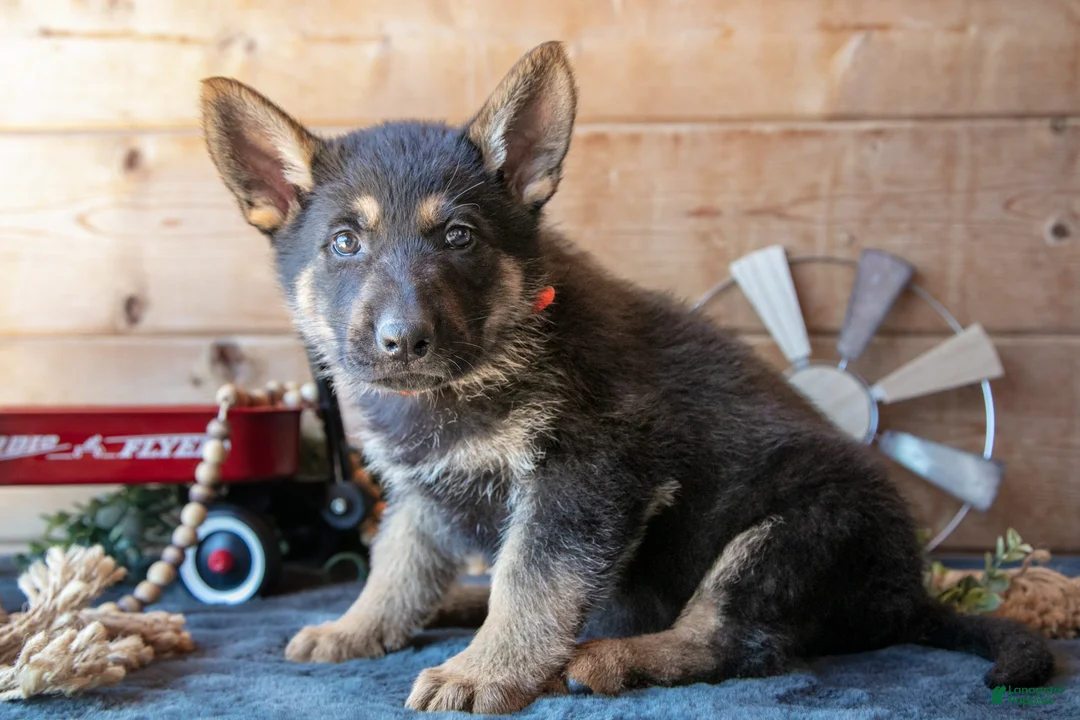 German Shepherd dogs for sale: Mischief  - Ad 1