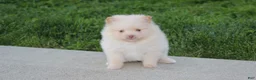 Pomeranian dogs for sale: Teddy  - Ad 3