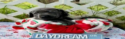 Labrador Retriever dogs for sale: Star - Ad 5