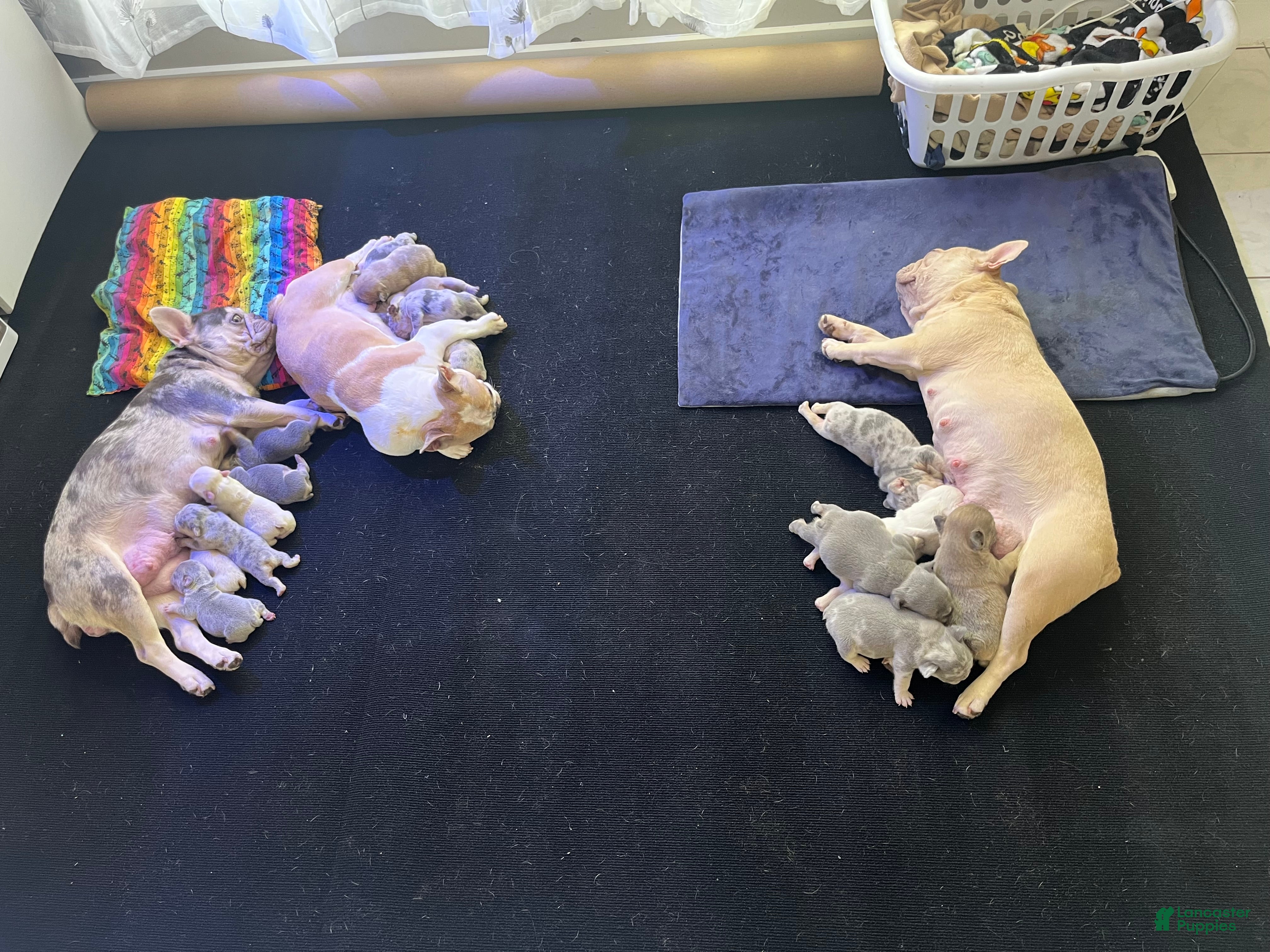 French Bulldog dogs French Bulldog 9 - Ad 33
