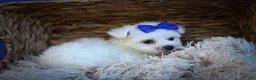 Maltese dogs for sale: Marley🐾 - Ad 5