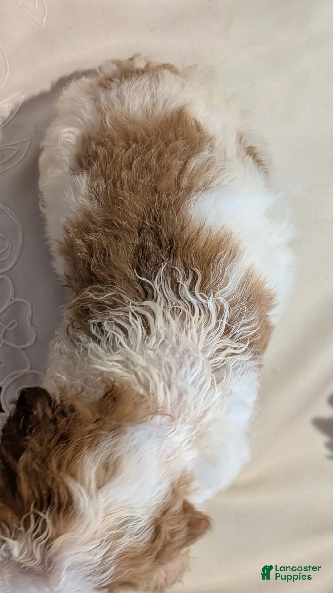 Miniature Poodle dogs for sale: Zasha  - Ad 2
