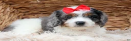 Cavapoo dogs for sale: Prince💙 - Ad 9