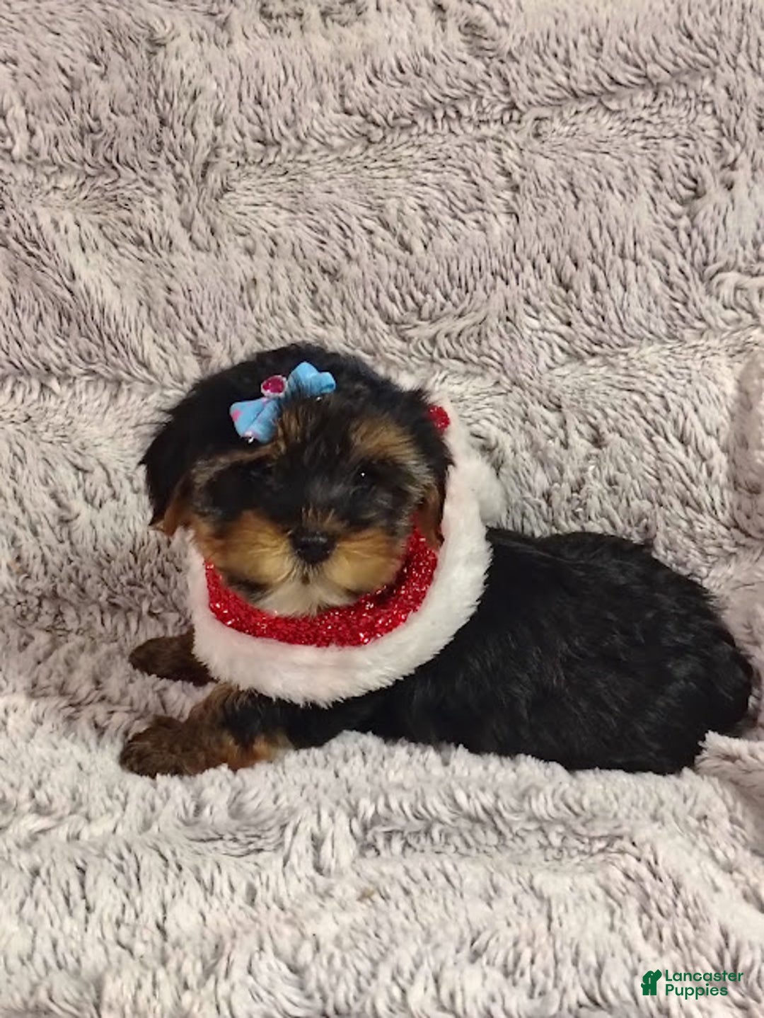 Yorkiepoo dogs for sale: Pudgy - Ad 4
