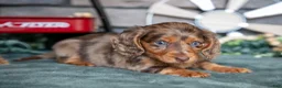 Miniature Dachshund dogs for sale: Jessa - Ad 2