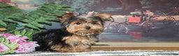 Yorkshire Terrier dogs for sale: Cutie - Ad 4