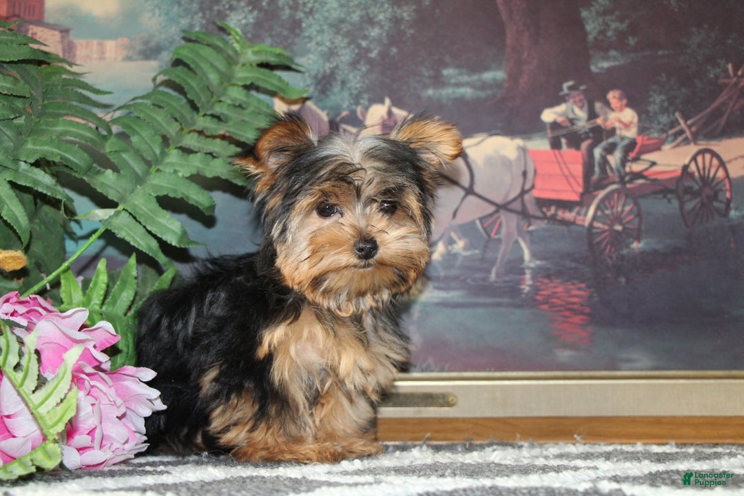 Yorkshire Terrier dogs for sale: Cutie - Ad 4