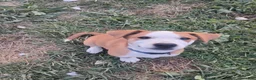Mixed Breed dogs for sale: Delta - Ad 3
