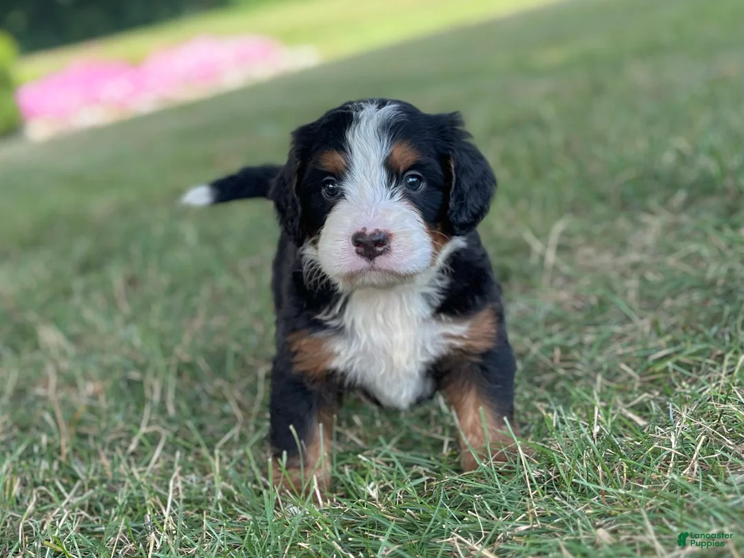 Mini Bernedoodle dogs for sale: Brady - Ad 2