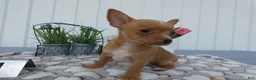 Chihuahua dogs for sale: Chihuahua 1 Winston - Ad 2