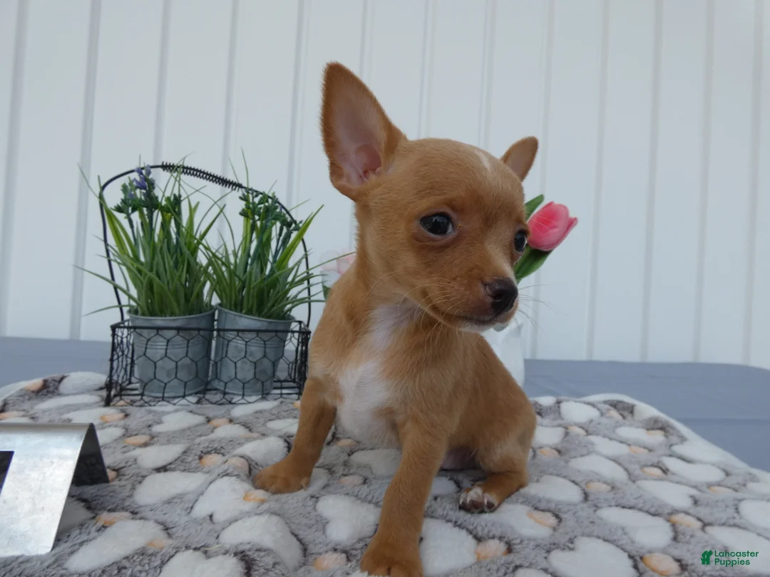 Chihuahua dogs for sale: Chihuahua 1 Winston - Ad 2