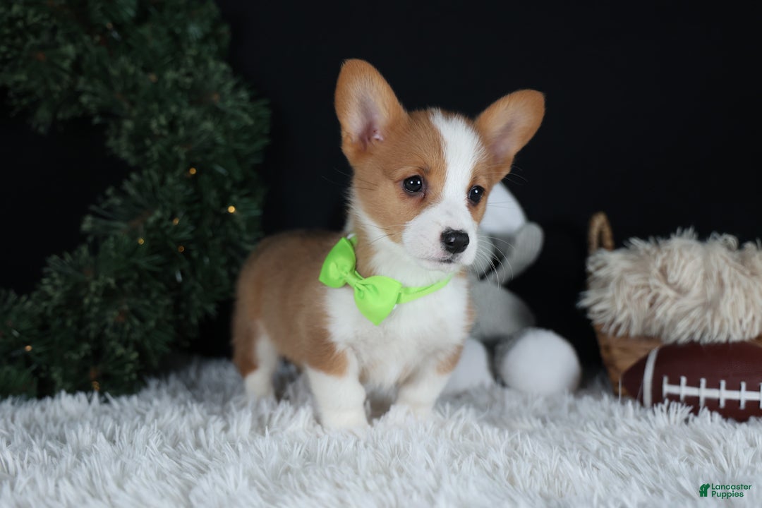 Welsh Corgi Pembroke dogs for sale: Hudson - Ad 9