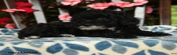 Toy Poodle dogs for sale: Hazel - Ad 3