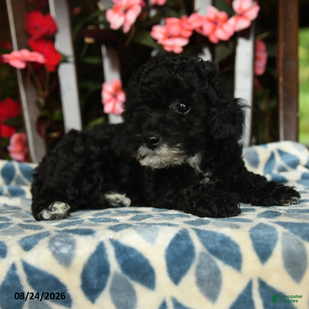 Toy Poodle dogs for sale: Hazel - Ad 3