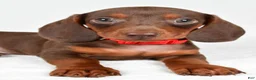 Miniature Dachshund dogs for sale: Avery - Ad 3