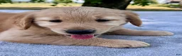 Golden Retriever dogs for sale: Darcy - Ad 6