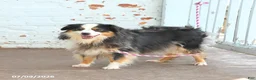 Miniature Australian Shepherd dogs for sale: Zoe - Ad 4