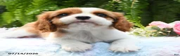 Cavalier King Charles Spaniel dogs for sale: Jenna - Ad 3