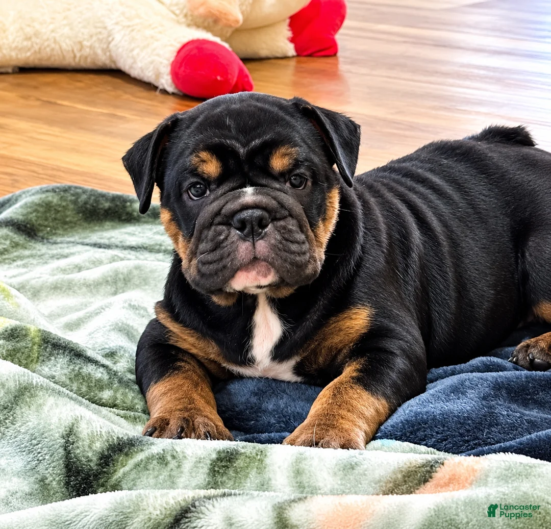 English Bulldog dogs for sale: Lilly - Ad 1