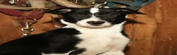 Border Collie dogs for sale: Max - Ad 6