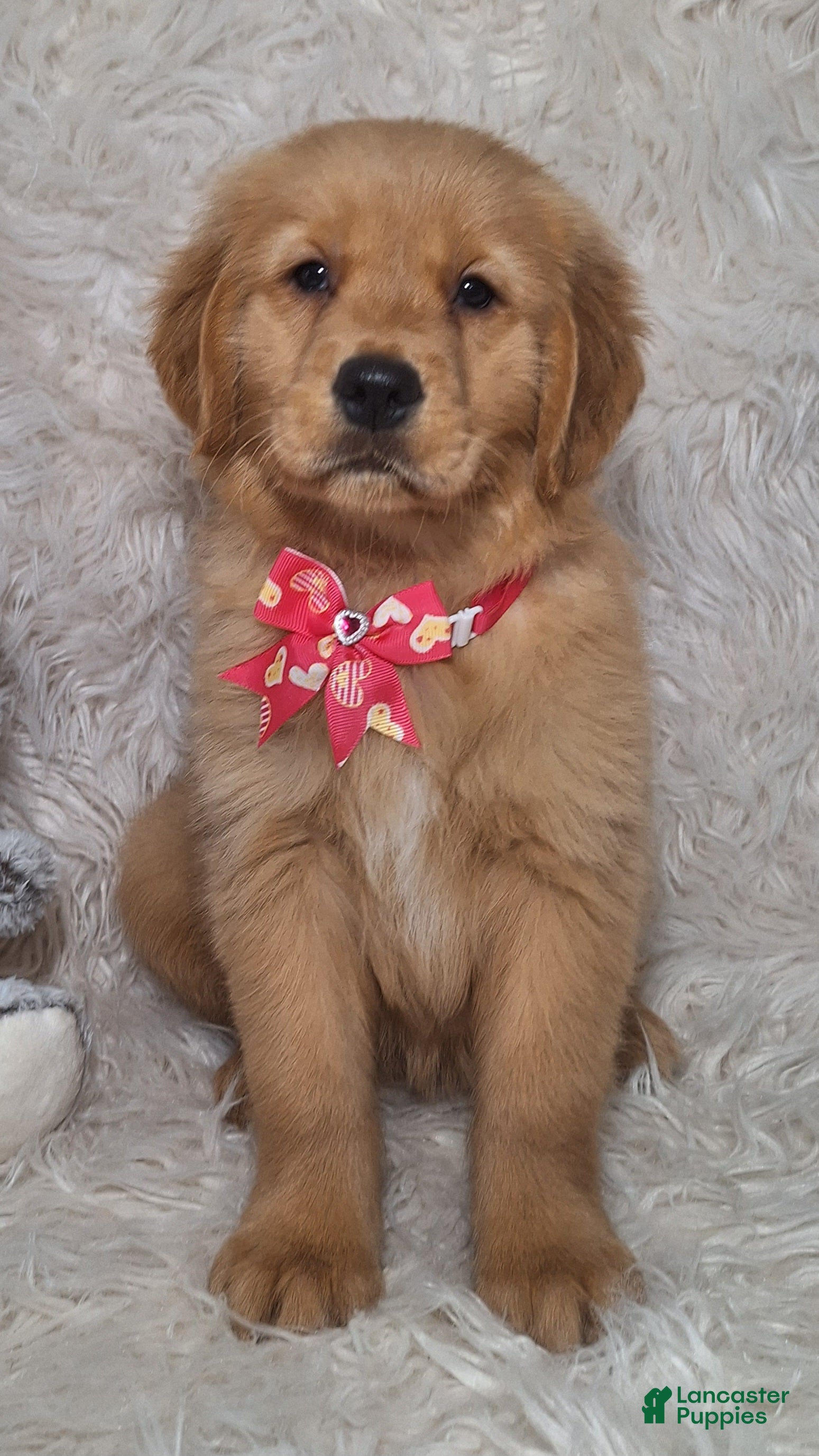 Golden Retriever dogs Emiko - Ad 19