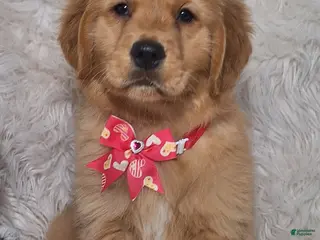 Golden Retriever dogs Emiko - Ad 19