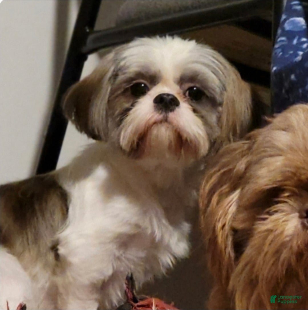 Shih Tzu dogs for sale: Pierre - Ad 7