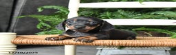 Miniature Dachshund dogs for sale: Dasher - Ad 1