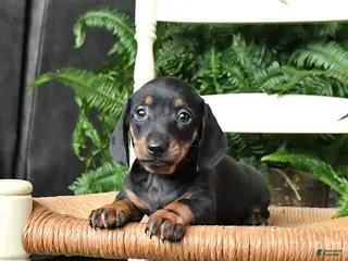 Miniature Dachshund dogs Dasher - Ad 20