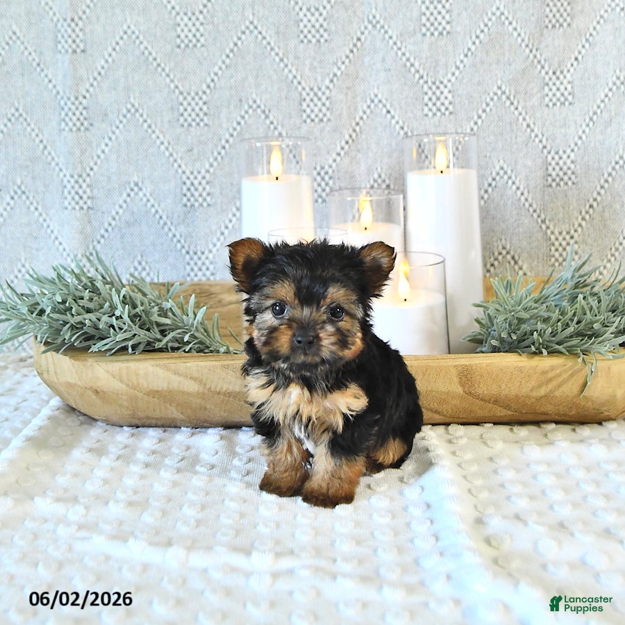 Yorkshire Terrier dogs Bailey  EXTRA SMALL - Ad 1