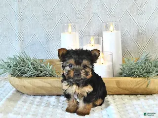 Yorkshire Terrier dogs for sale: Bailey EXTRA SMALL - Ad 4