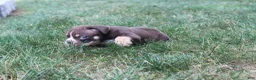 Olde English Bulldogge dogs for sale: Olde English Bulldogge 1 - Ad 4