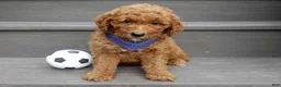 Mini Goldendoodle dogs for sale: Chase - Ad 4