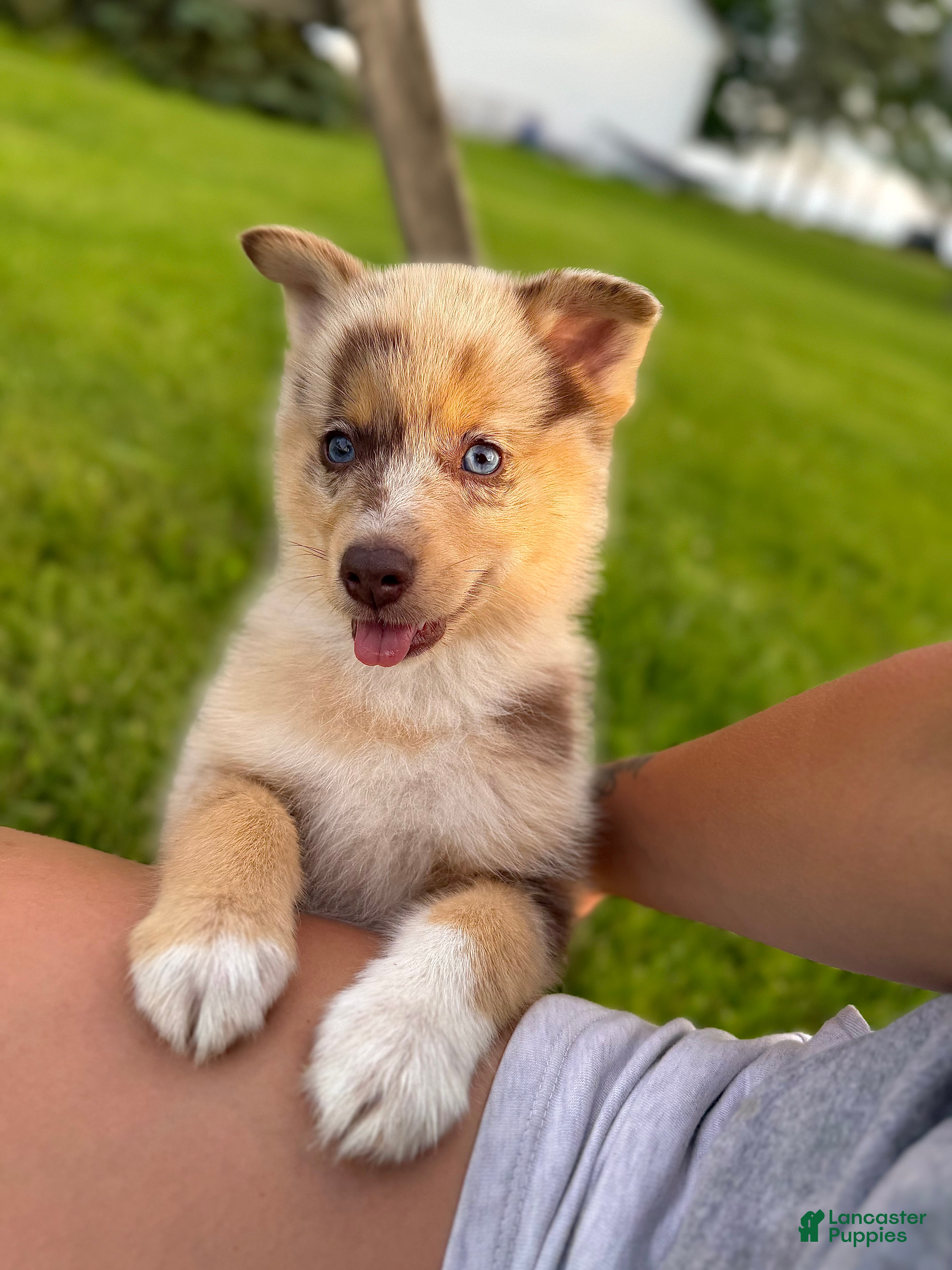 Pomsky dogs Leo - Ad 2