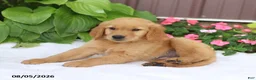 Golden Retriever dogs for sale: Toby - Ad 3