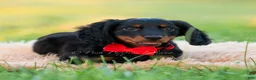 Miniature Dachshund dogs for sale: neo - Ad 8