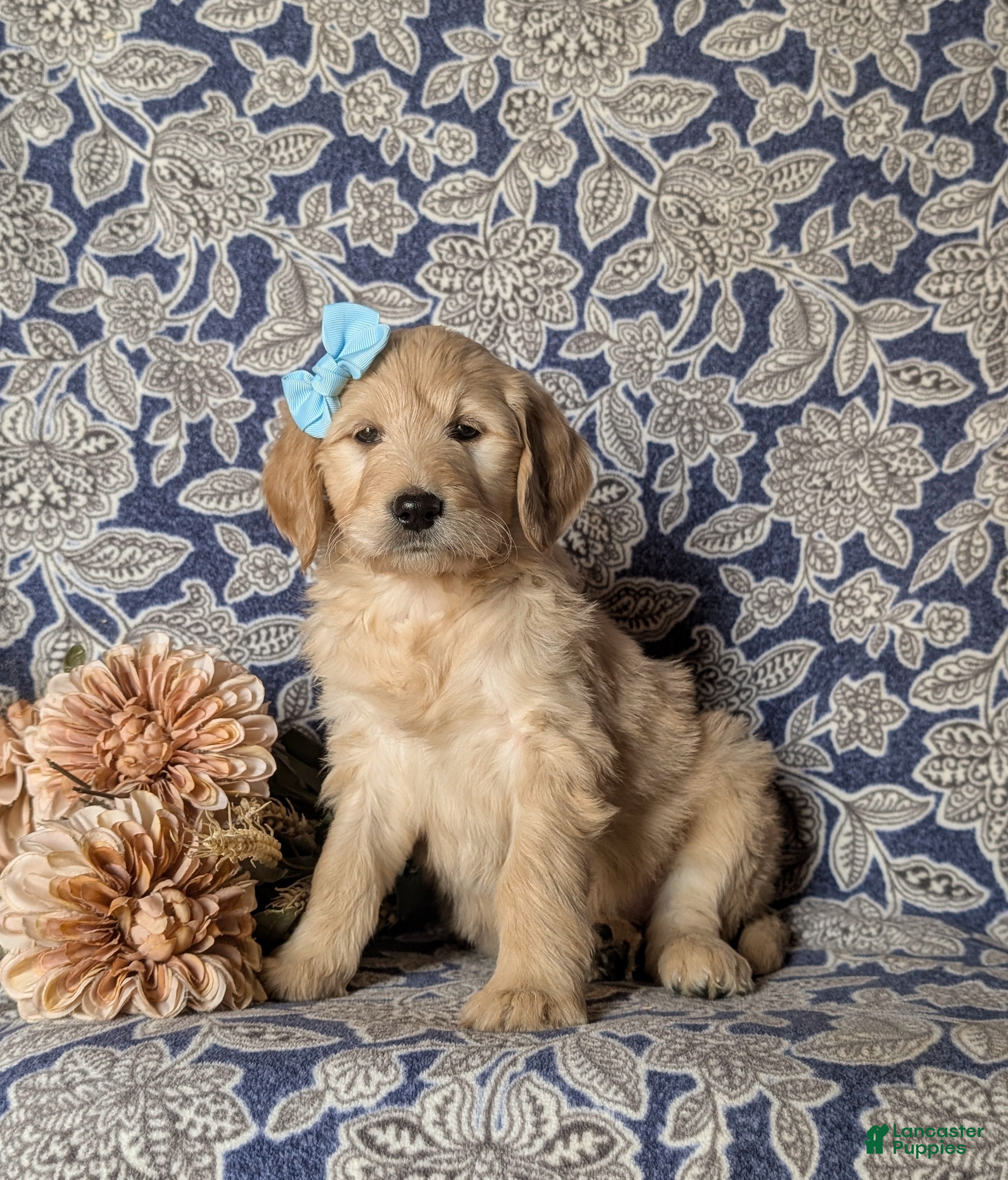 Goldendoodle dogs Falon Standard size Hypoallergenic - Ad 2