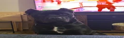Cane Corso dogs for sale: Cane Corso we - Ad 3