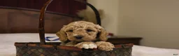 Goldendoodle dogs for sale: Charlie - Ad 7