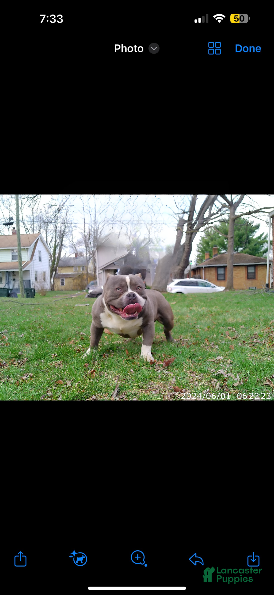 American Bully dogs Thracks  - Ad 1