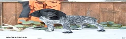 German Shorthaired Pointer dogs for sale: Maggie - Ad 2