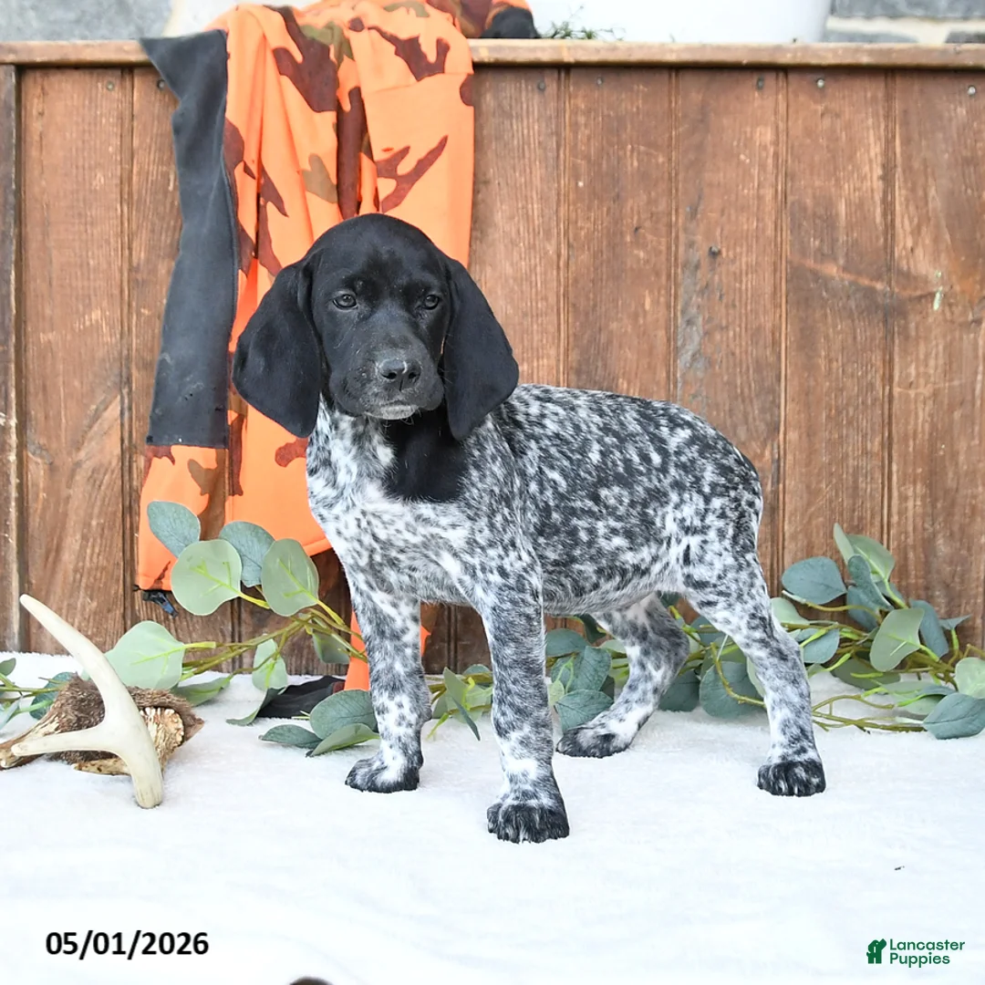 German Shorthaired Pointer dogs for sale: Maggie - Ad 2