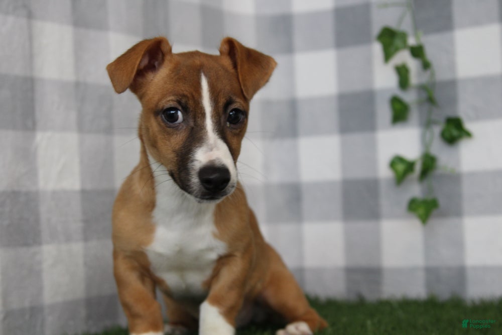 Jack Russell Terrier dogs Jack - Ad 4