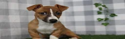 Jack Russell Terrier dogs for sale: Jack - Ad 1